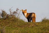 Renard dans les dunes