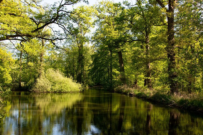 Forest with reflection in the water by Bianca ter Riet