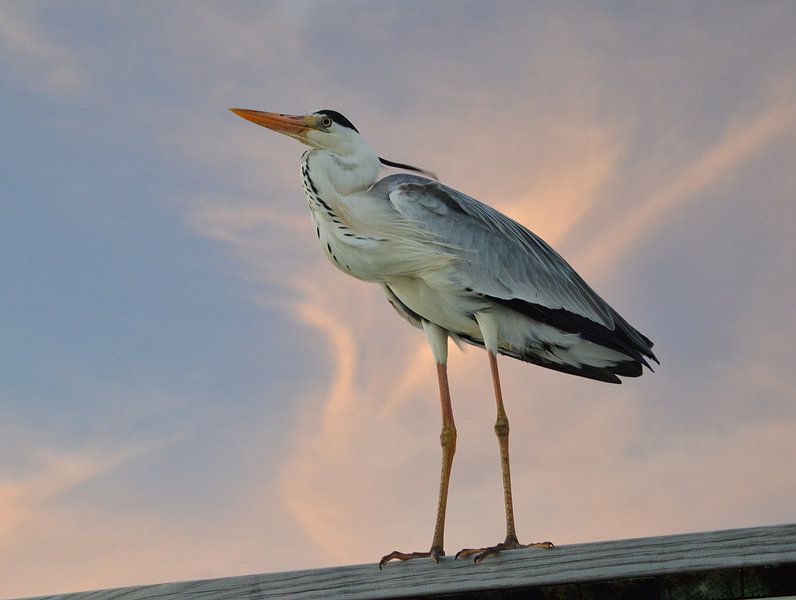 Reiher, Reiher, in der Abendsonne von Marco van Beek