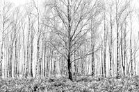 Bouleaux dans la brume