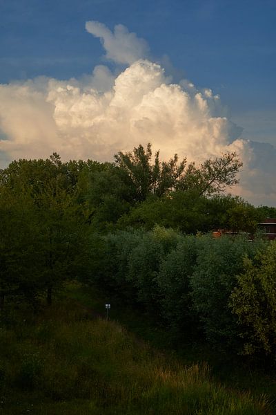 Eine Naturszene in der Stadt Den Haag von Martijn Stoppels