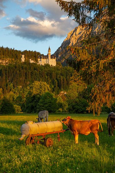 Schloss Neuschwanstein im Abendlicht im Schwangau / Bayern / Deutschland von Gerwin Schadl