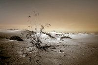 Glinsterend in het licht