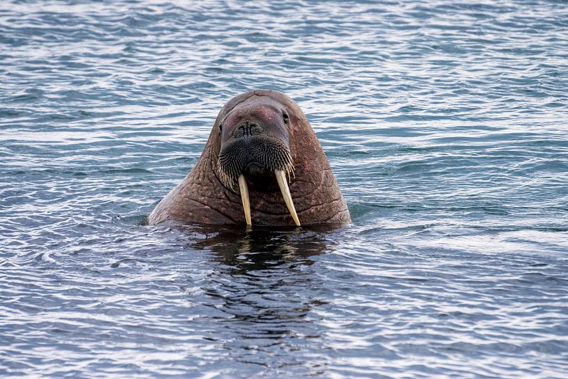 Walrus by Merijn Loch