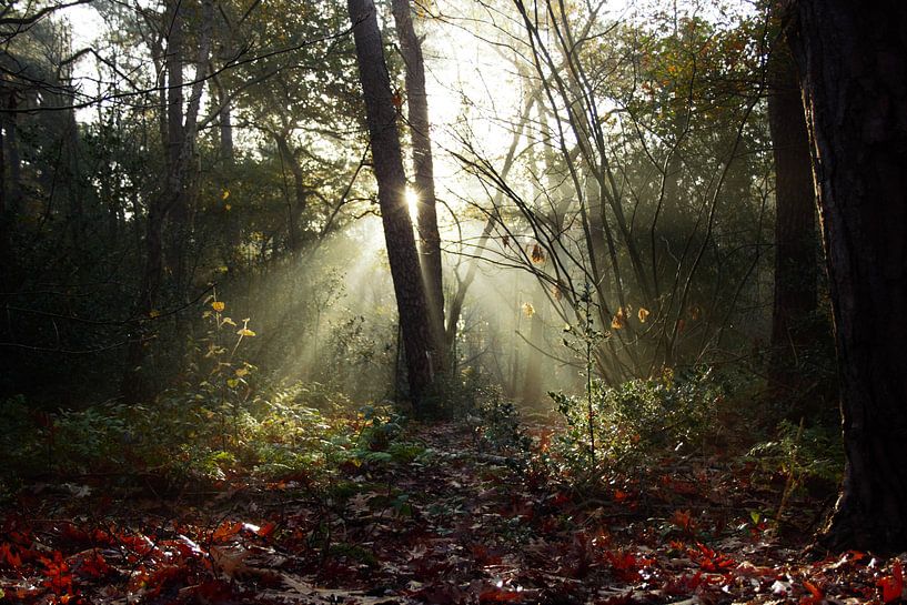 Morning sun in the misty forest by Anke Winters