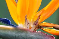 Strelitzia 