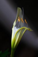 Ismene. (Spiderlily)