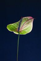 Luminous Anthurium