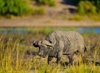 Büffel voller Schlamm