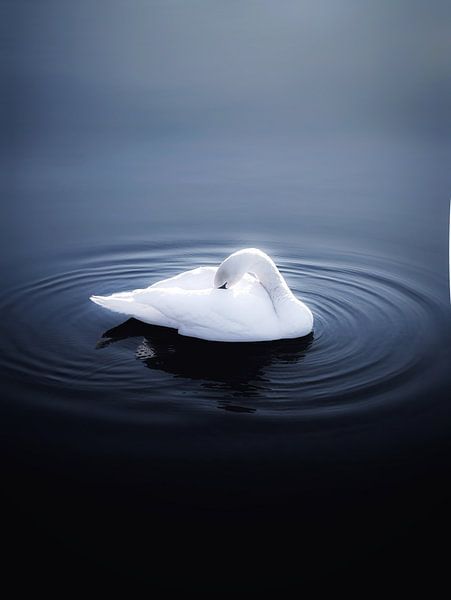 Le cygne par Maria Almyra