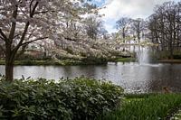 Landschaft mit Blüte