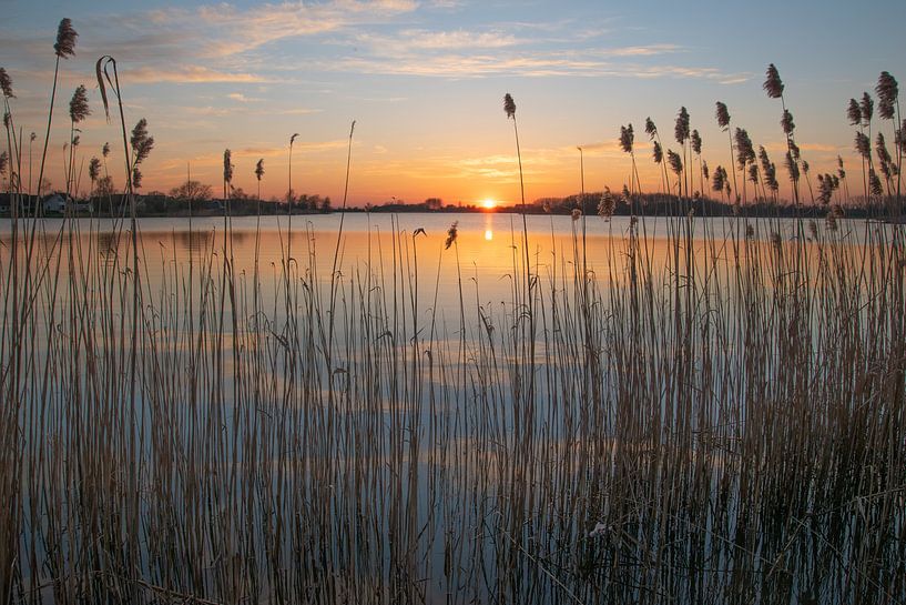 Schilfpfütze, Emmen von Rene Mensen