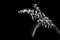 Épillets d'avoine et de blé