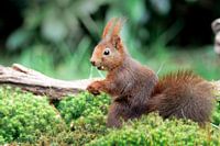Cute squirrel caught with peanut