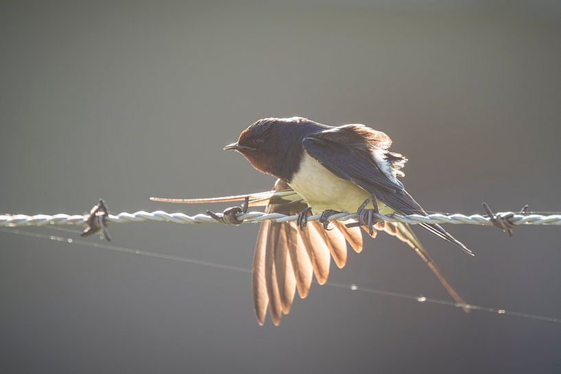 Backlight by Sander Meertins