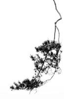 Minimalism in the Loonse and Drunense Dunes