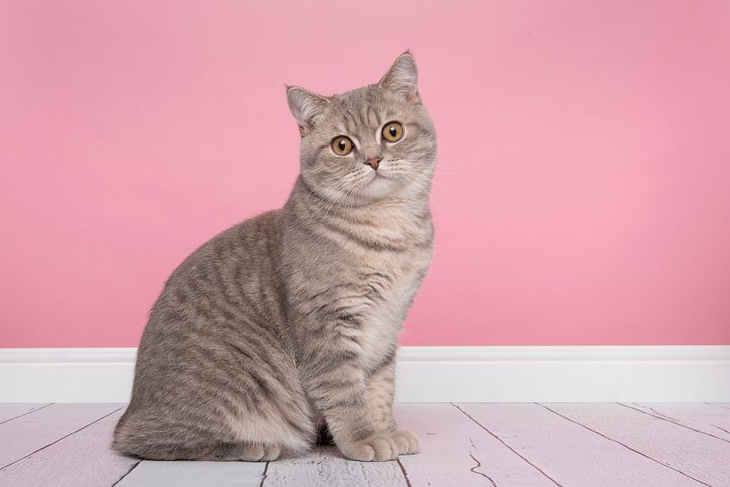 British Shorthair by Elles Rijsdijk