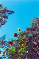 Tournesol au Printemps