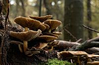 Beautiful autumn scene: fungi on fallen branches
