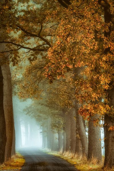 Lumière d'automne par Lars van de Goor