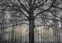 Arbre dans le parc Hoge Veluwe