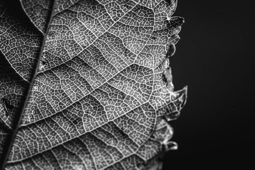 Herbstblatt in Schwarz und Weiß von Marjolijn Maljaars