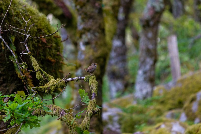 Wistman's wood by ton vogels