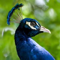 Blue peafowl (Pavo cristatus)