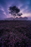 Champs mauves Buurserzand