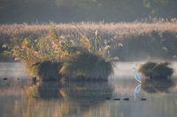 The great egret in the early morning