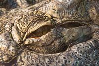 The eye of the crocodile