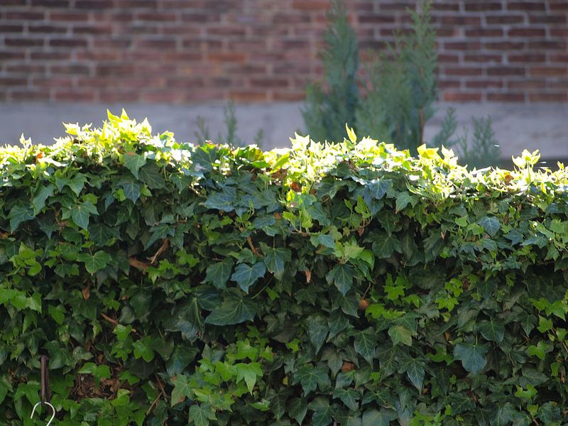 Zonlicht op klimop by Rinke Velds