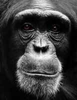 Portrait de chimpanzé