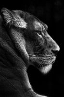portrait of a lioness, black and white
