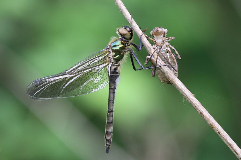 Smaragdlibel by Hans Hendriks