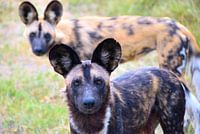 De Afrikaanse wilde hond