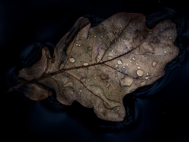 Leaf von Lex Schulte