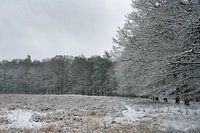 Schnee auf der Veluwe