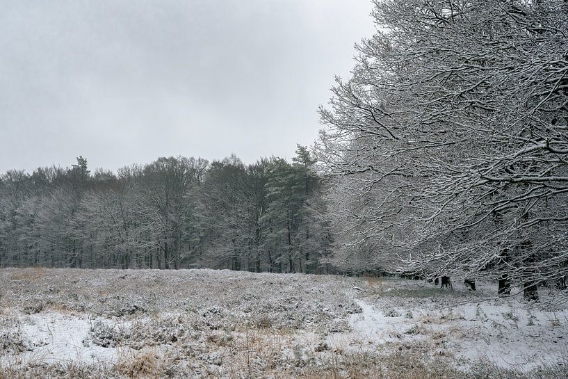 Schnee auf der Veluwe von Hans Hebbink