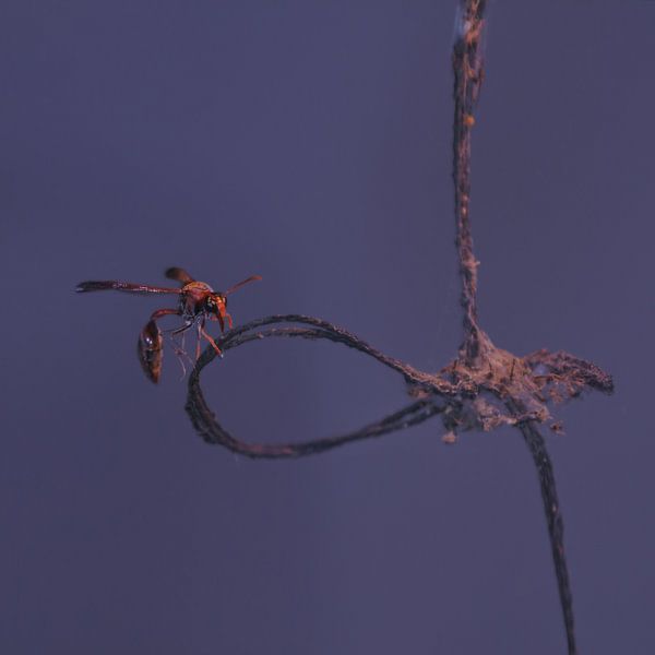 Red wasp by BL Photography