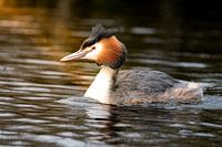 Grebe in spring sunlight