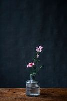 Photo print of pink flower in glass vase on a dark blue background