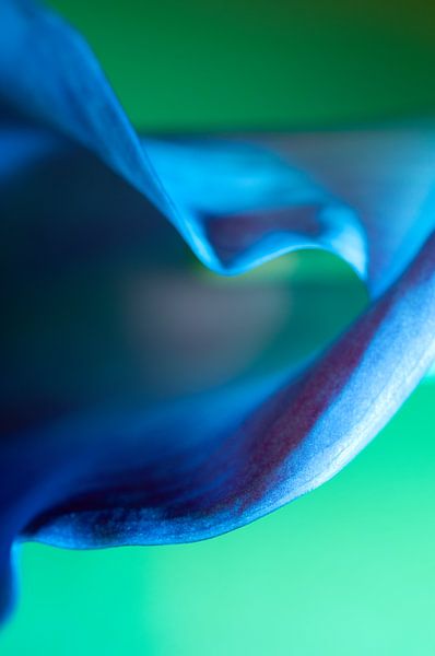 Nature morte d'un magnifique Calla par Hanny Andela - Andelafotografie