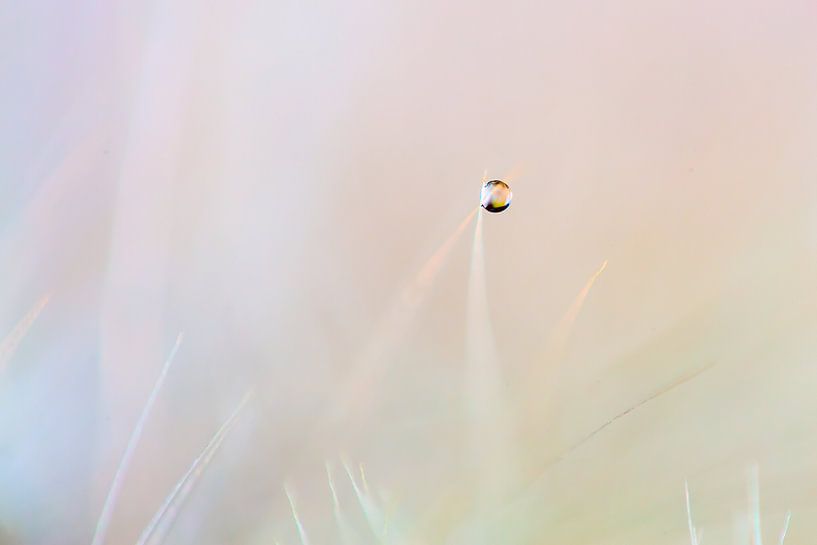 Druppel op Paardenbloemvruchtje par Mark Scheper