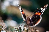 Atalanta-Schmetterling