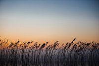 Beruhigender Sonnenaufgang mit Schilfsilhouetten