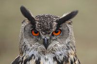 Eurasian Eagle Owl (Bubo bubo)