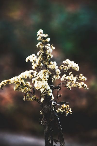 Style my Home Serie von Liberty Ragazza Biesma von Liberty Biesma