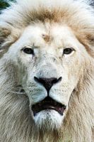 Portrait frontal d'un lion blanc