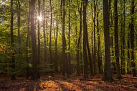 Licht door de bomen in het Speulderbos